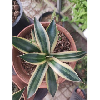 Agave Lophantha Quadricolor - vàng xanh