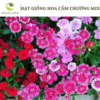 Hạt giống hoa cẩm chướng mix - 100 hạt SeedLand