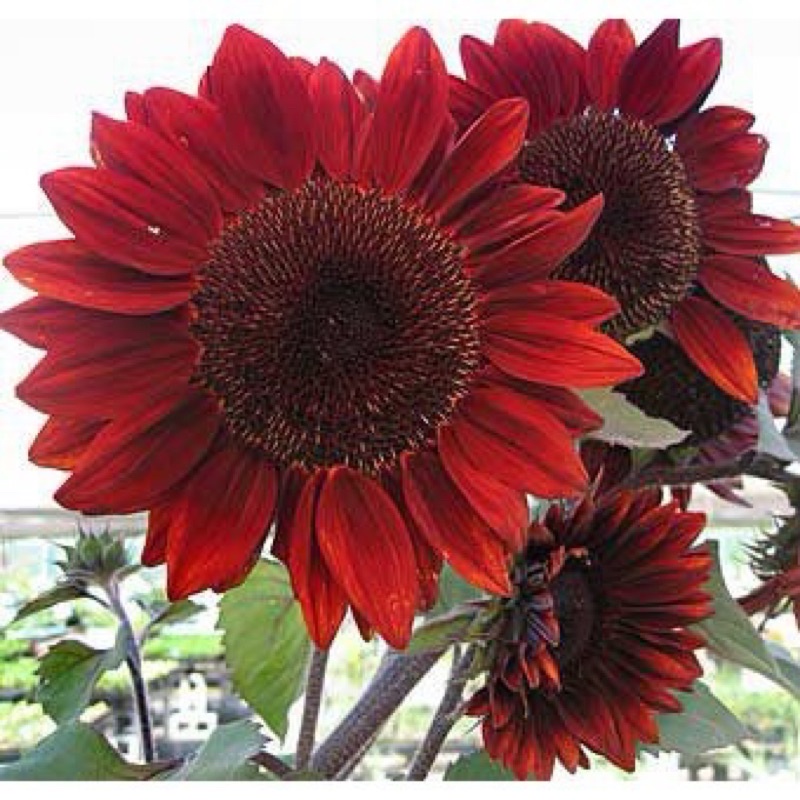 Hạt giống hoa hướng dương đỏ cao sản F1