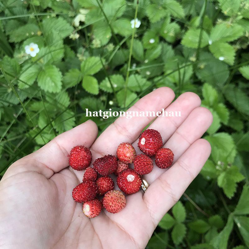 Hạt giống dâu tây rừng mini chất lượng  túi 50 hạt