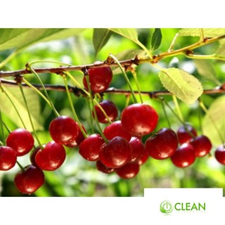 Hạt giống Anh đào (Cherry) (10 hạt)