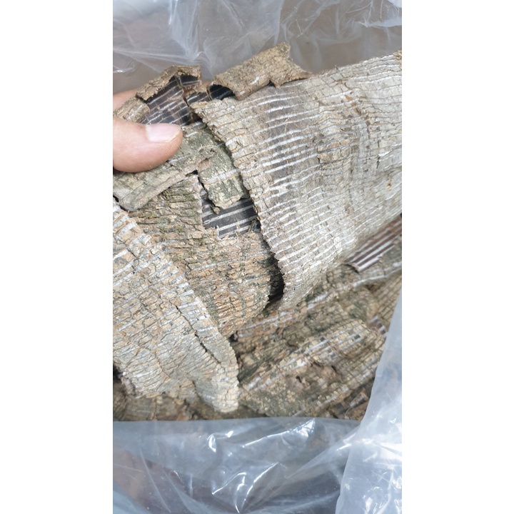 1Kg ĐỖ TRỌNG TUỆ MINH, LOAI TO