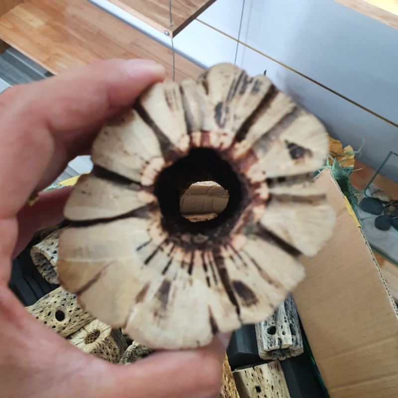 Teddy bear cholla -Lũa cholla size cối