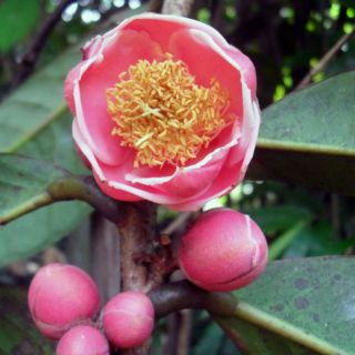 Trà Hoa Đỏ