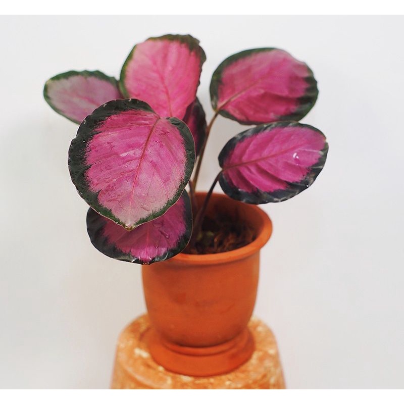 calathea roseopicta crimson - Đuôi công hồng viền đen tuyệt đẹp