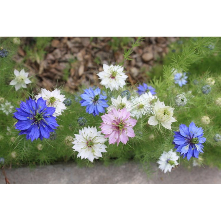 Hạt giống hoa Kim cương Nigella F1 Nga - bảo thạch ba tư