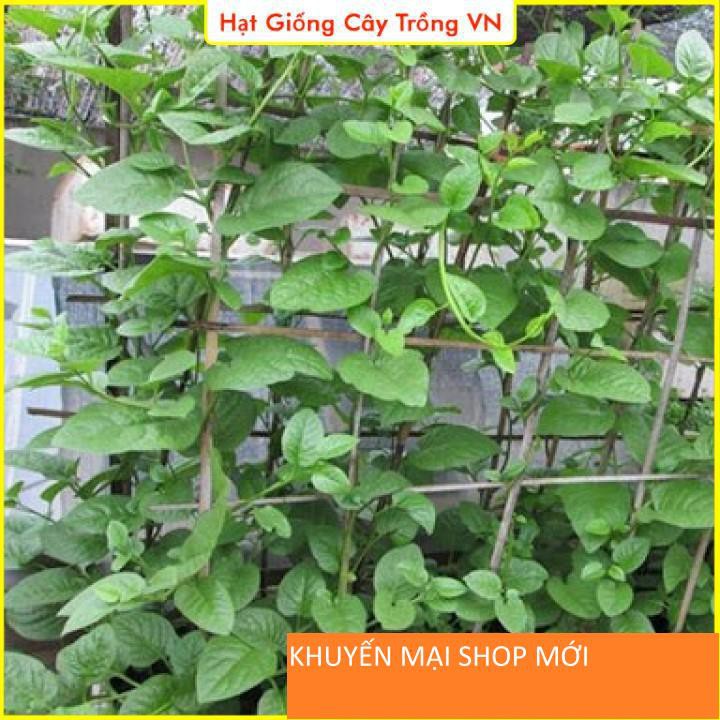 Hạt giống Mồng Tơi Xanh Dễ Trồng - Gói 20 Gram khuyến mại shop mới