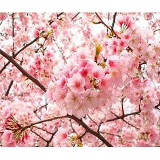 Hạt giống hoa anh đào 10 hạt