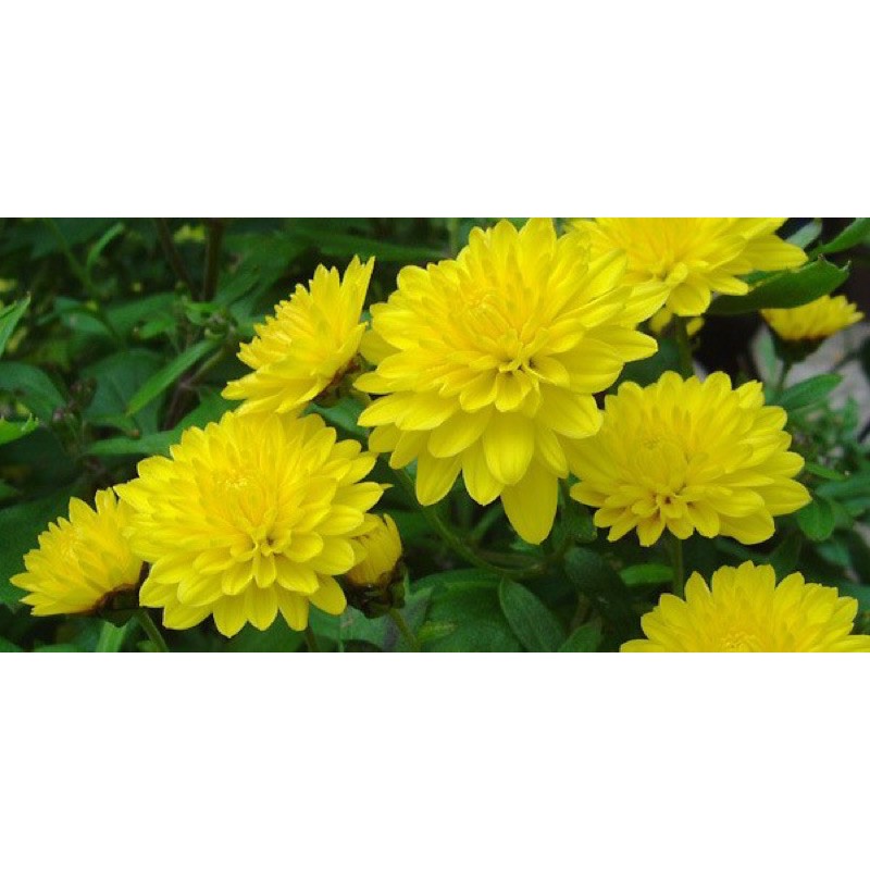 cây giống cúc vàng hè(10 cây)