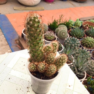Xương rồng gai hoa tuyết