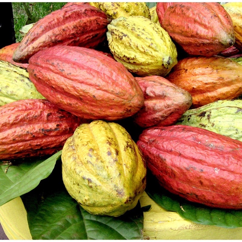 500Gr Bột Cacao Đăk Lắc Thượng Hạng Thơm, Ngon Y Hình