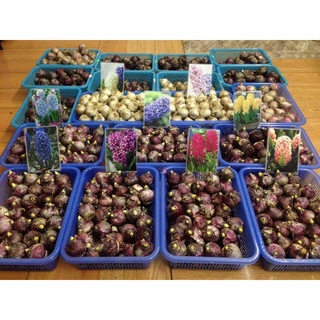 Củ giống hoa tiên ông ( củ giống hà lan) có mầm sẵn