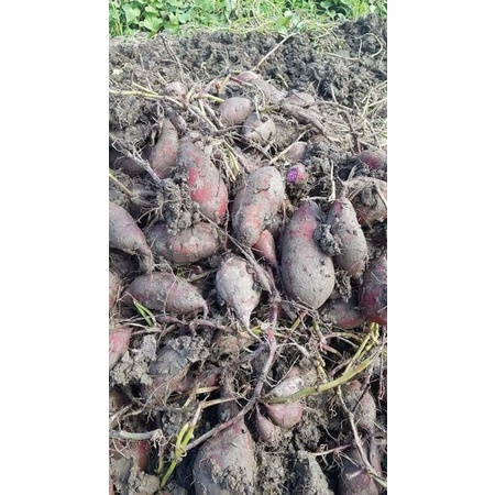 Khoai lang tím | BigBuy360 - bigbuy360.vn