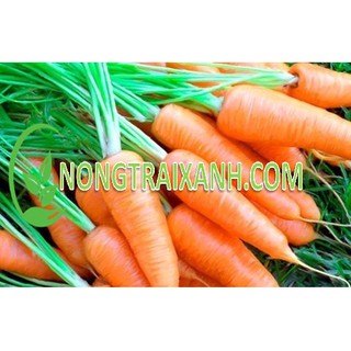 500H - HẠT GIỐNG CÀ RỐT ĐỎ CỦ TO CHỊU NHIỆT