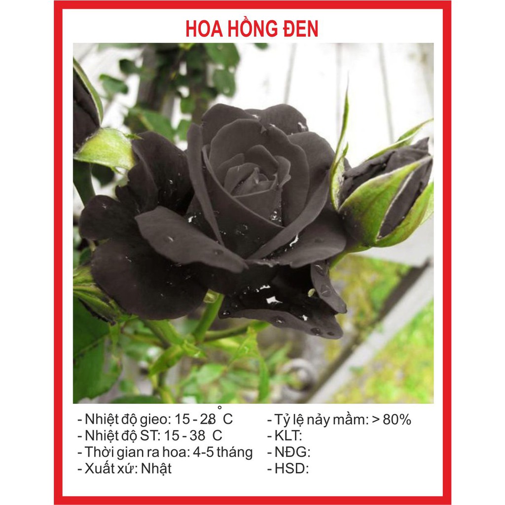 Hạt giống Hoa Hồng Đen - 10 Hạt