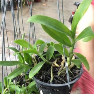 Trầm tím rừng lào thuần vườn