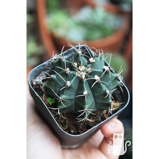 XƯƠNG RỒNG GYMNO XANH