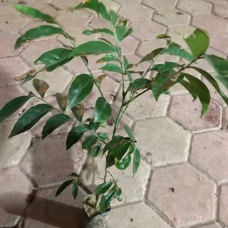 COMBO 2 CÂY MÓC MẬT