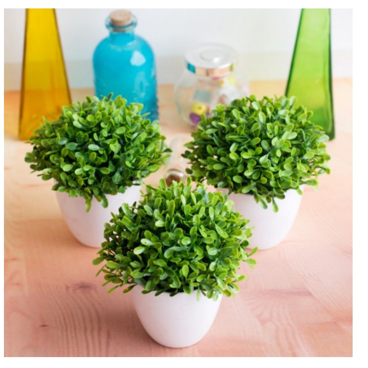 Chậu cỏ nhựa trang trí bàn - chậu mini xinh xắn xanh tươi
