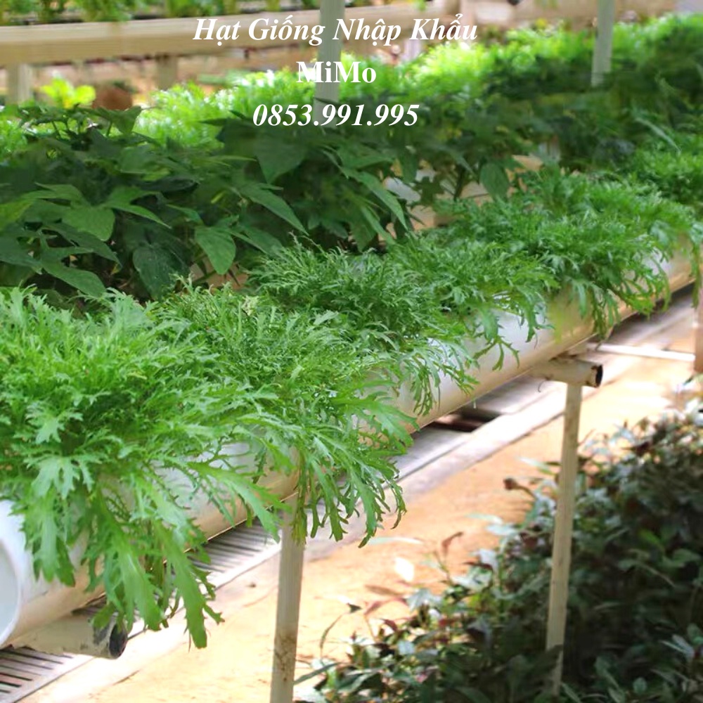 Hạt giống xà lách san hô Frise - giá trị dinh dưỡng rất cao
