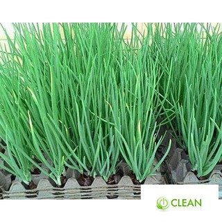 Hạt giống Hành lá 50 hạt