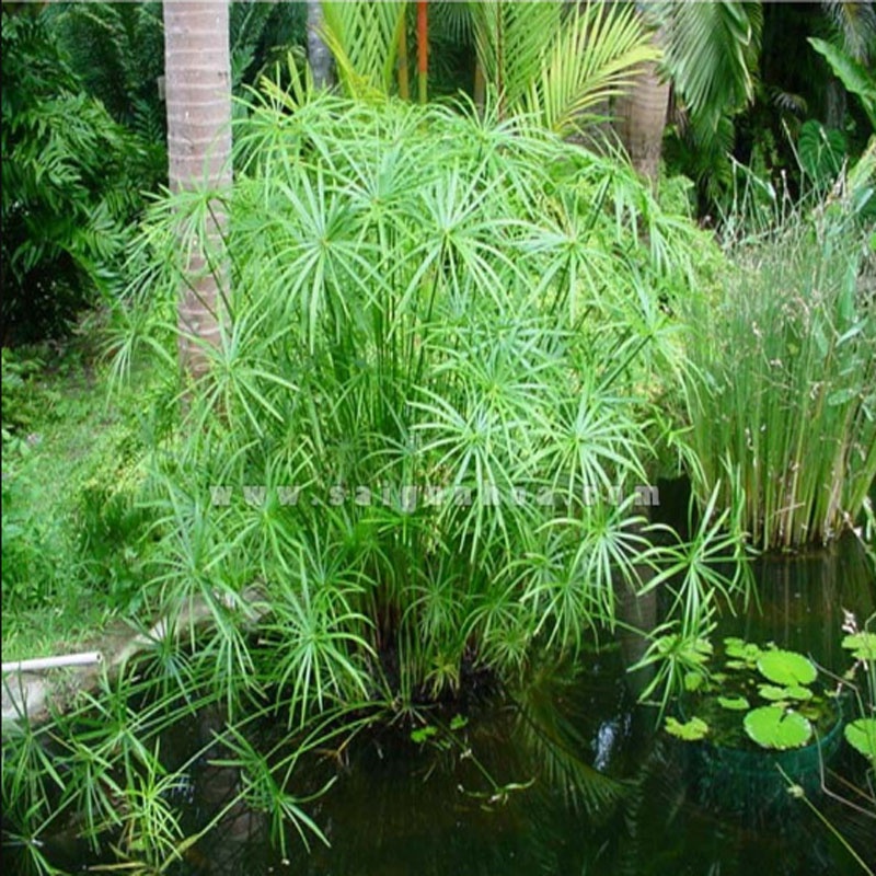 Cây thuỷ trúc thuỷ sinh - caykiengsadec