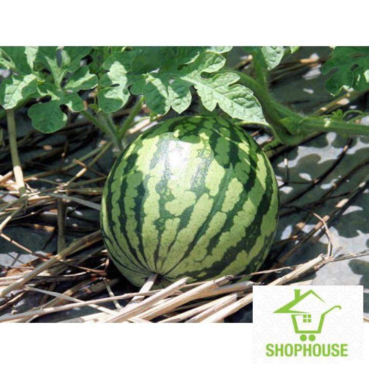 shophouse 20 Hạt giống dưa hấu khổng lồ SHOP HOUSE TẾT KHUYẾN MẠI