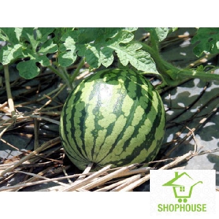 shophouse 20 Hạt giống dưa hấu khổng lồ  SHOP HOUSE  TẾT KHUYẾN MẠI