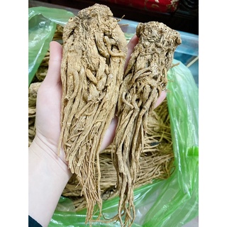 ĐƯƠNG QUY KHÔ (Mới, đẹp,size 15-16 củ/kg) [1KG]