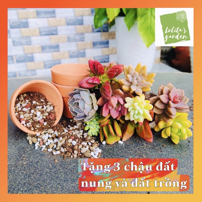 SEN ĐÁ MINI MIX 10 LOẠI NGẪU NHIÊN 🔥 TẶNG 3 CHẬU ĐẤT NUNG, ĐẤT ĐỦ TRỒNG 🥬