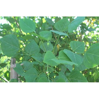 Lá vong nem phơi khô 500 gam sản phẩm nhà làm