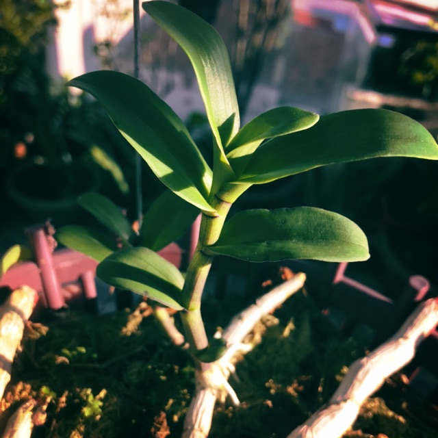 Phi Điệp Tím