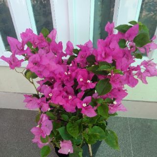 Giấy màu sát pháo