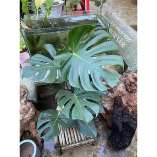 MONSTERA DELICIOSA - trầu bà Nam Mỹ( size lá 35-40cm)
