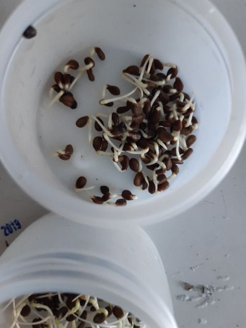 GÓI gr Hạt giống rau nhút