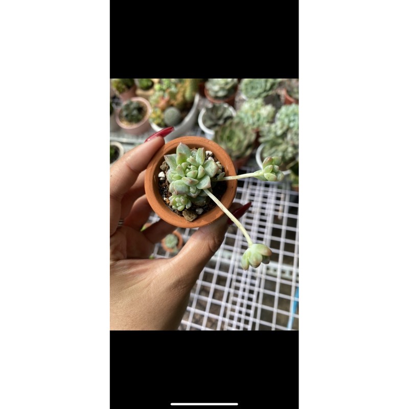 CHẬU SEN ĐÁ MINI