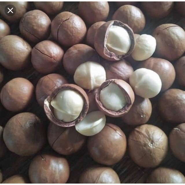 HẠT MẮC CA ĐẮK LẮK