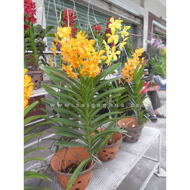 Combo 6 Cây Lan Mokara màu Vàng,Hồng,Tím,Cam,Đỏ,Trắng cao 20-30cm