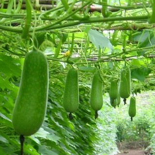 Hạt giống cây Bầu Sao Quê trái ngắn F1 - 10 Hạt