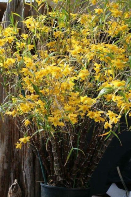 Trúc đen hoa vàng