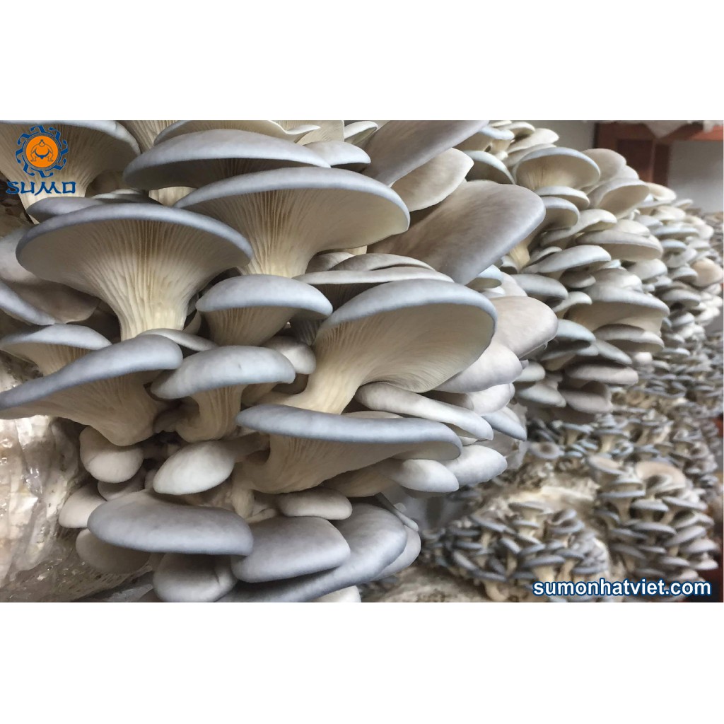 5 phôi bào ngư trắng + 5 phôi bào ngư nâu - Phôi nấm trông tại nhà