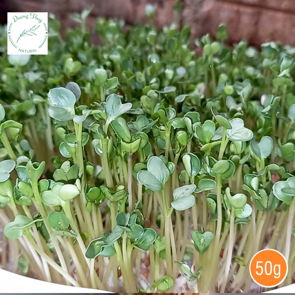 Hạt giống rau mầm củ cải trắng 100gr/50gr