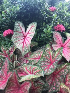 Củ môn đốm đỏ