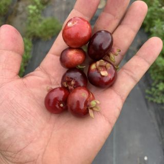 Cây giống cherry Brazil