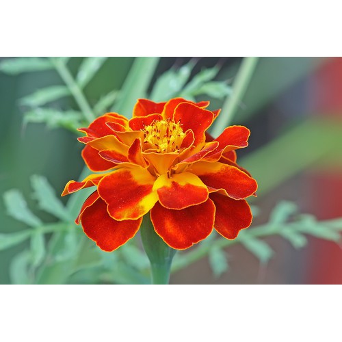 Hạt giống cúc vạn thọ cao lỡ HN vang chanh