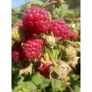 cây giống mâm xôi đỏ, vàng, đen rễ trần