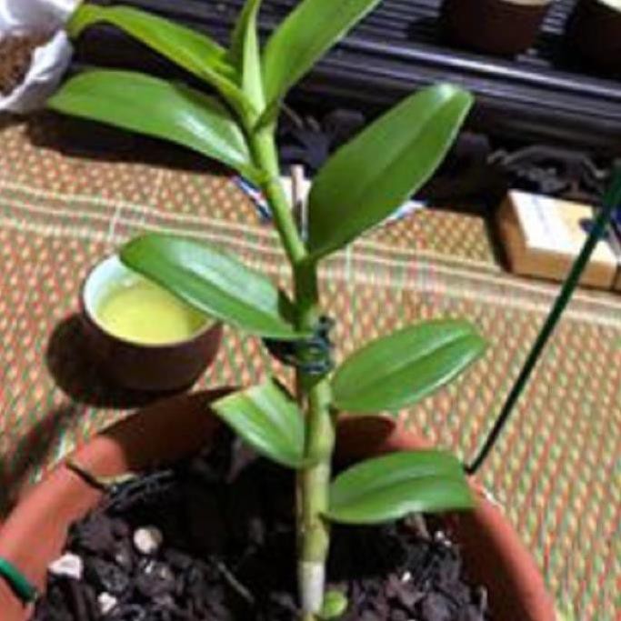 Hoa lan phi điệp - 5ct chơn thành( trồng ấm chậu cao 16 cm,bộ rễ khỏe)