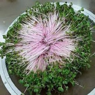 Hạt giống rau mầm đỏ