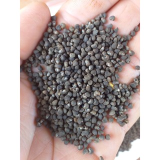 hạt giống sâm bố chính(khoảng 400hạt)