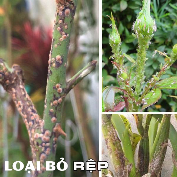 Chế Phẩm Vi Sinh Daizu Chăm Sóc Hoa Hồng Hoa Lan